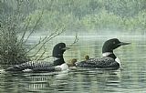 Northern Reflections - Loons by Don Li-Leger